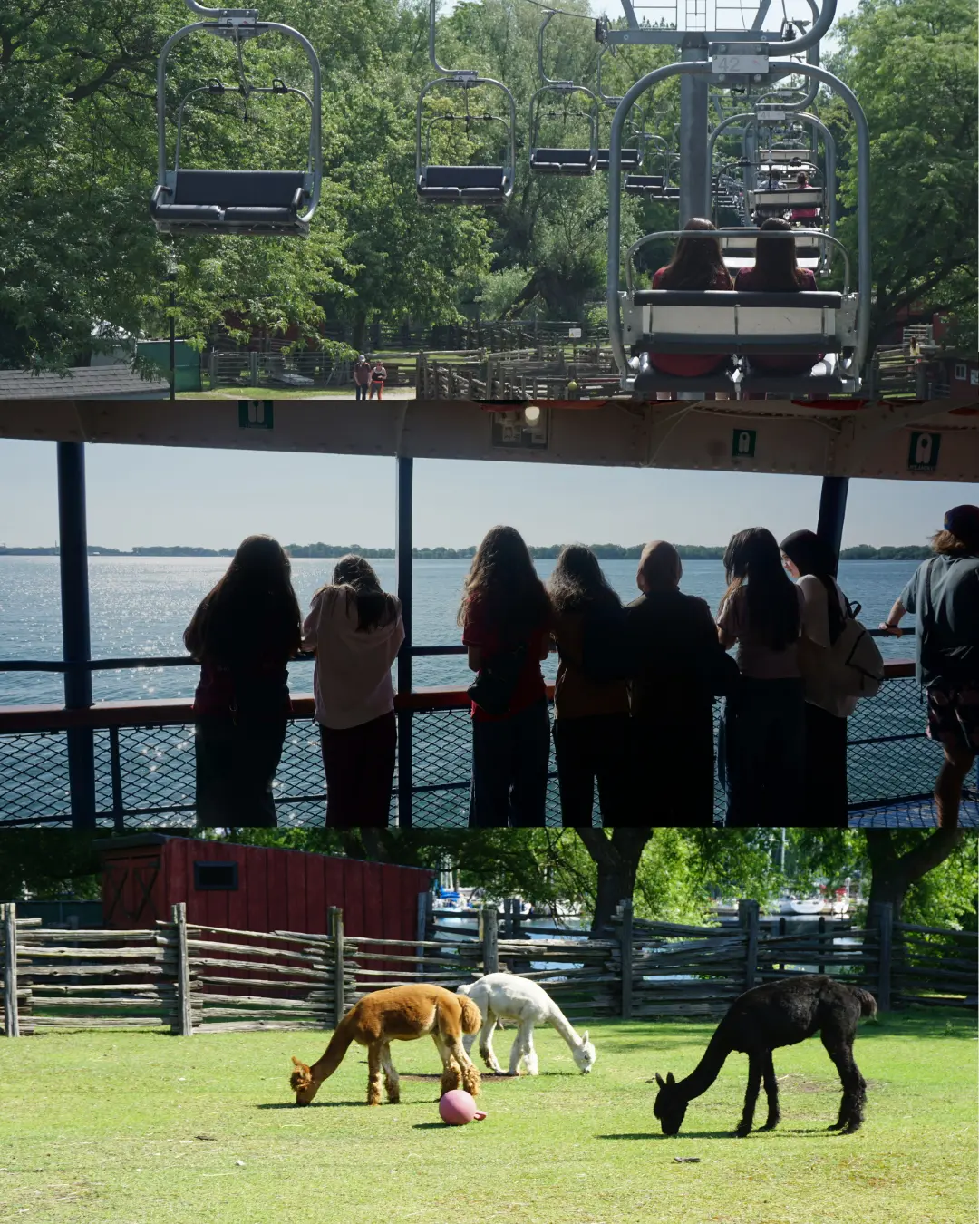 GRFS Grade 9 students riding the ferry and chairlift and visiting the petting zoo on Toronto Islands